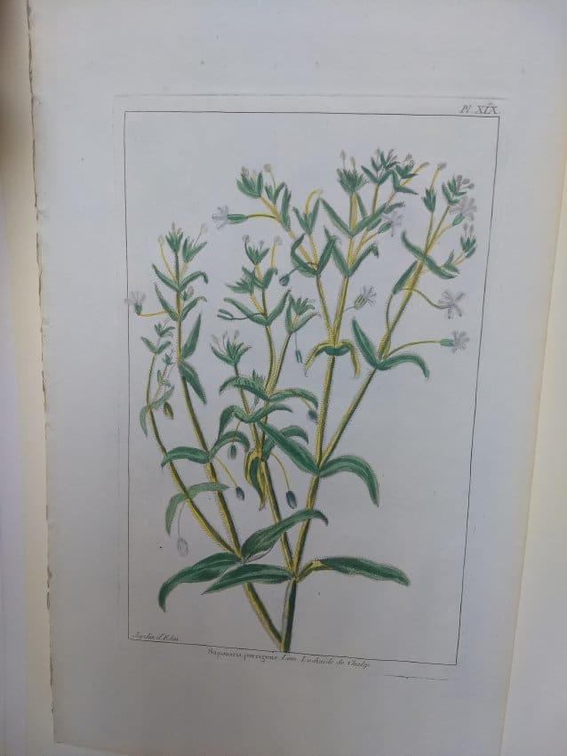 Plate 19, Saponaria Porrigens 