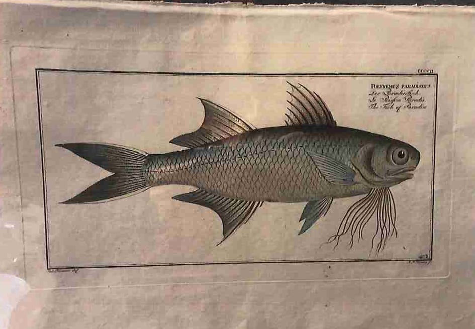 Plate 402, Polynemus paradiseus, The Fish of Paradise 