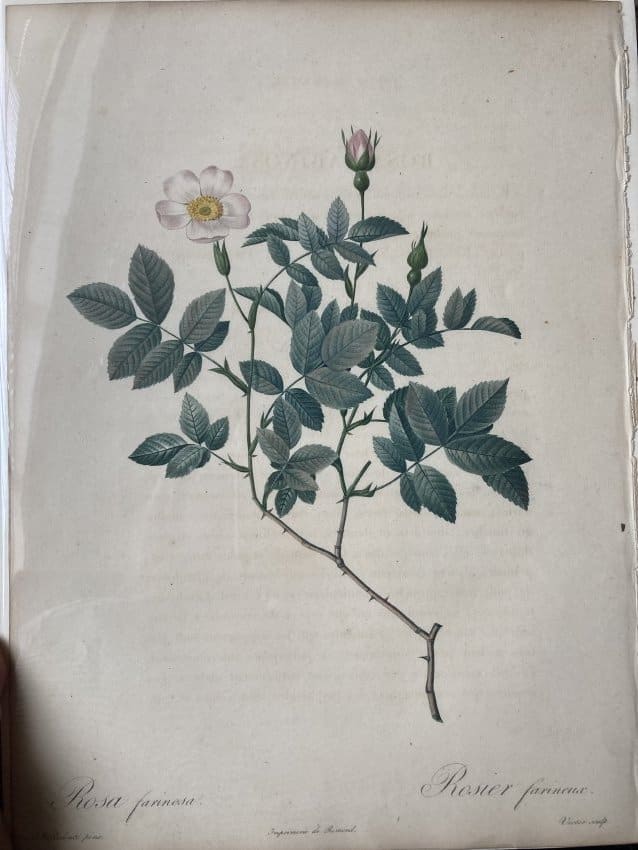 Rosa farinosa by Pierre-Joseph Redouté 