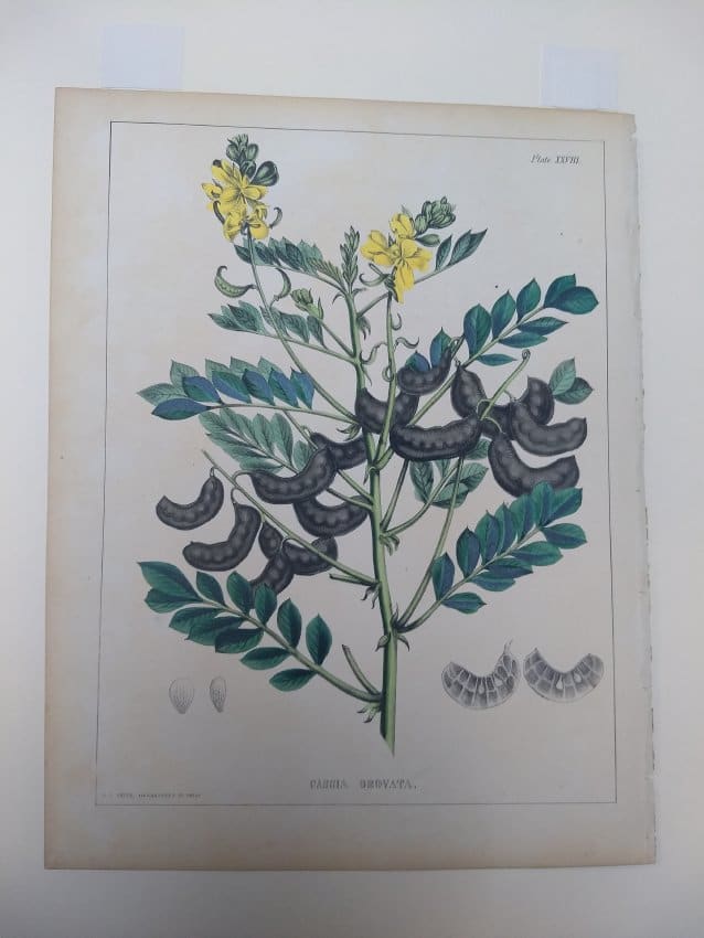 Plate 28, Cassoa Obovata by Joseph Carson 
