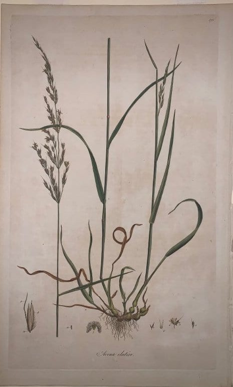Avena Elatior by Unknown 