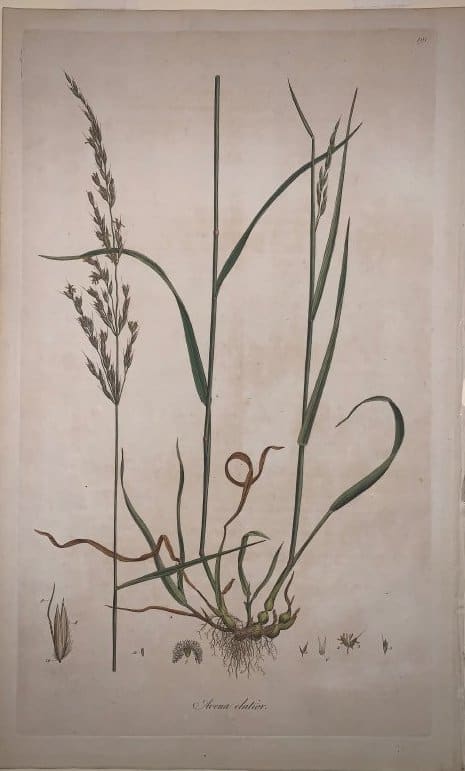 Avena Elatior by Unknown, Image 1.