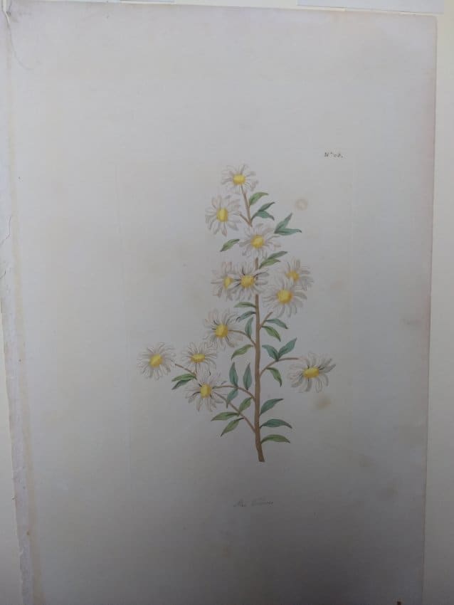 Plate 65, Stan Flower by Unknown 