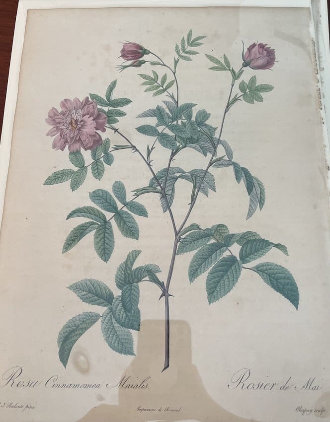 Rosa Cinnamomea Maialis by Pierre-Joseph Redouté 