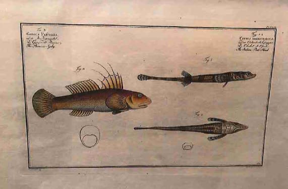 Cottus Monopterigius Fig. 1. 2. (1) Gobius Plumieri Fig. 3. (2)	The Indian Bal-Head (1) The Plumi... 