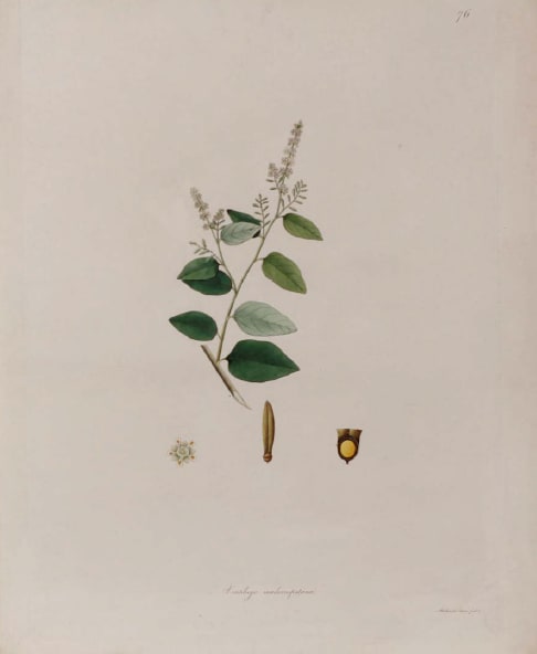Plate 76, Ventilago maderaspantana by Unknown Artist 