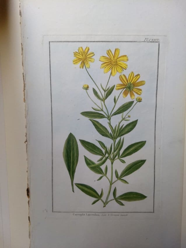 Plate 127, Coreopsis Lanceolata by Pierre-Joseph Buchoz 