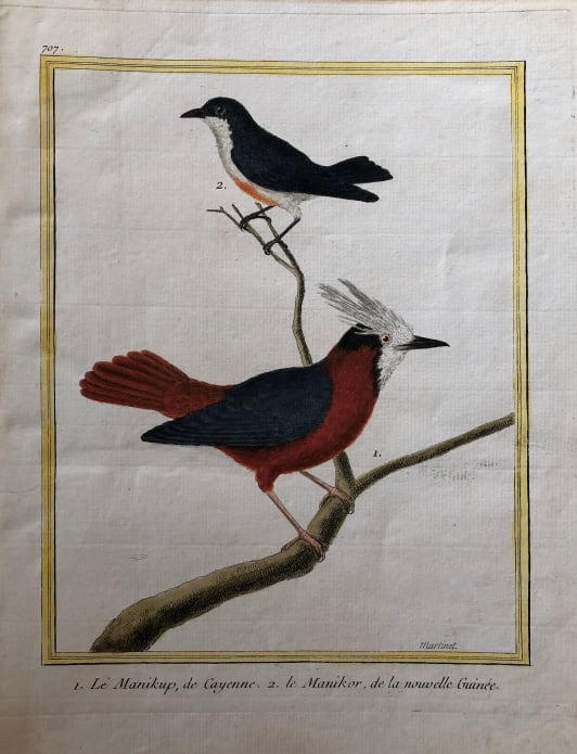 1.Le Manikup de Cayenne 2. Le Manikor de la Nouvelle Guinee by Francois-Nicolas Martinet 