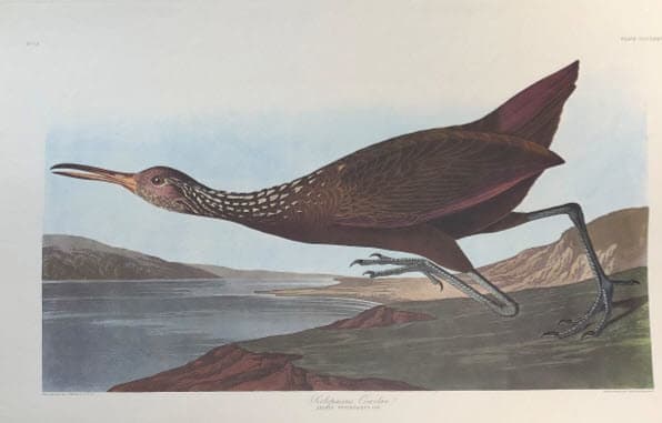 Scolopaceus Courlan 