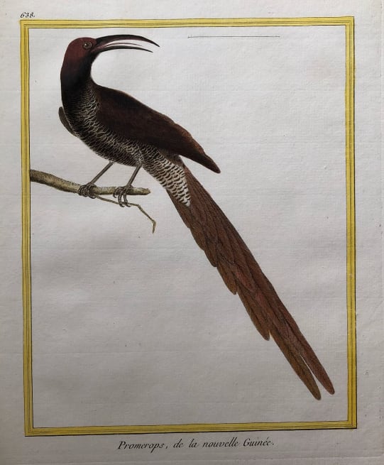 Promerops de la Nouvelle Guinee by Francois-Nicolas Martinet 
