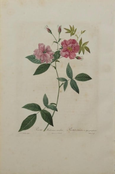 Rosa Hudsoniana Scandens (Hudson Rosehip with Climbing Stems), Plate 109 by Pierre-Joseph Redoute 