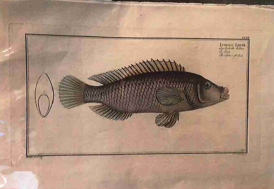 Plate 252,	Lutianus linckii, The Lutian of Link 