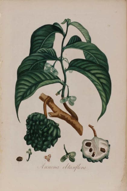 Annona obtusiflora 
