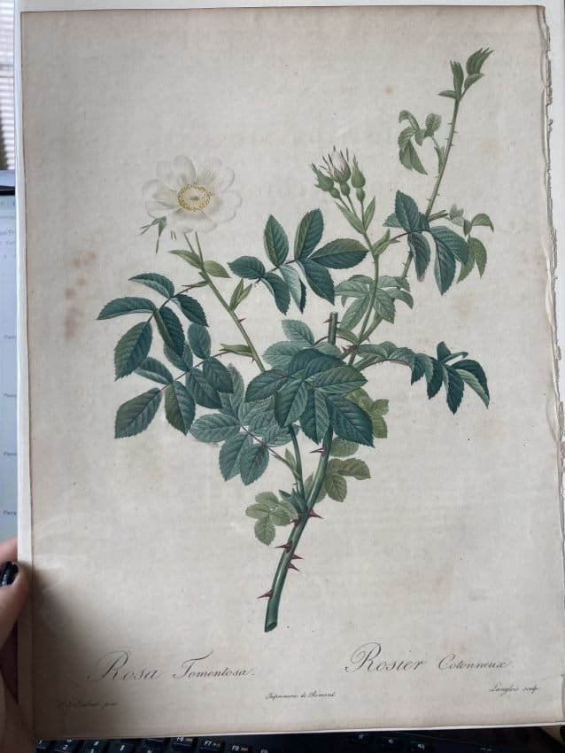 Rosa Tomentosa by Pierre-Joseph Redouté 