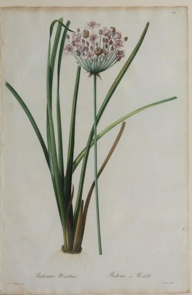 Butomus Umbrellatus (Flowering Rush), Plate 209 by Pierre-Joseph Redoute 