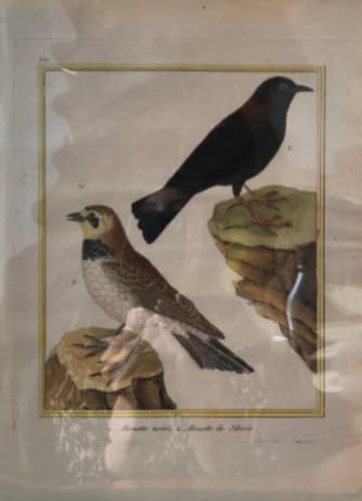 1.Alouette Noire 2. Alouette de Siberie by Francois-Nicolas Martinet 