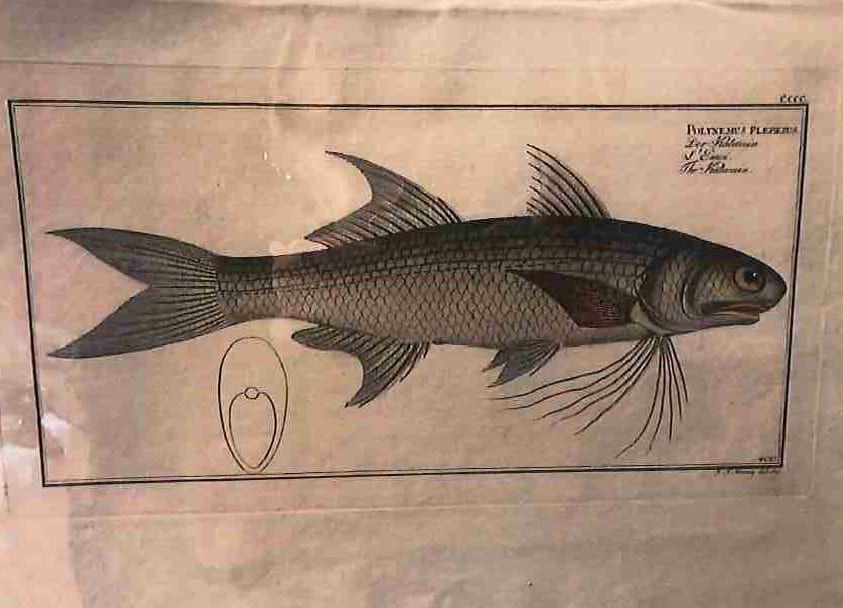 Plate 400, Polynemus plebeius, The Kalamin 