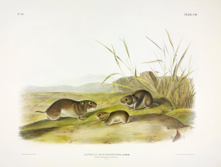 Arvicola xanthognathus, Leach. Yellow-cheeked Meadow-Mouse (v. 3, no. 23, plate 115) 