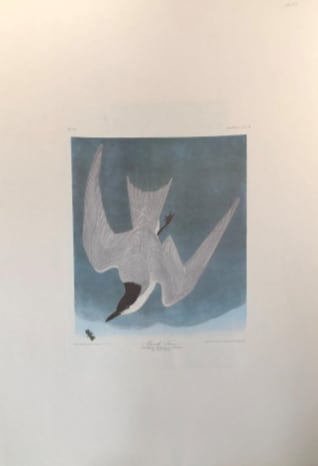 Marsh Tern 