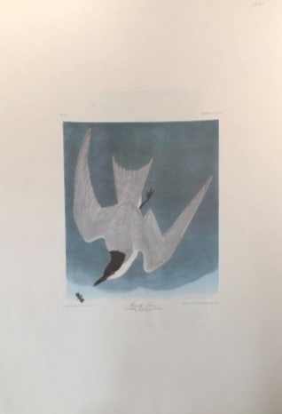 Marsh Tern, Image 1.