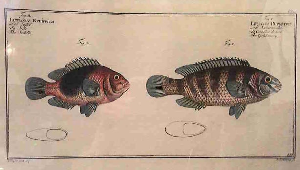 Lutjanus Ephippium Fig. 2. (1) Lutjanus rupestris Fig. 1. (2), The Saddle (1) The Goldsinny (2) 