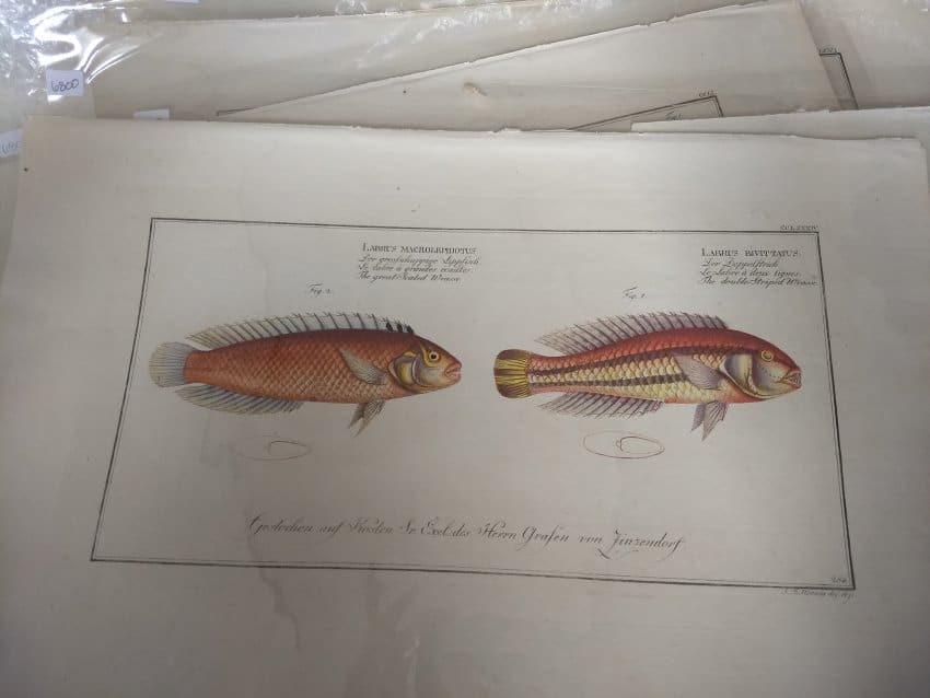 Labrus Macrolepidotus (The great-scaled Wrasse), Plate 284 Labrus Bivittatus (The double-striped ... 
