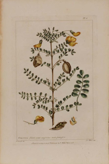 Plate 100. Colutea by Philip Miller 