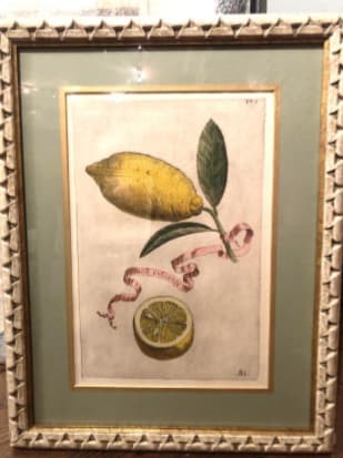 Limon Uulgaris 