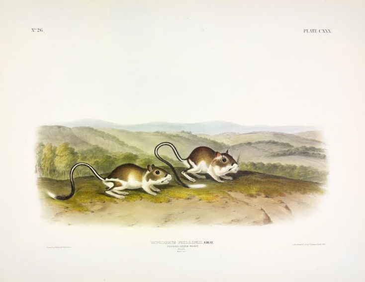 Dipodomys phillipsii, Gray. Pouched Jerboa Mouse. (v. 3, no. 26, plate 130) 