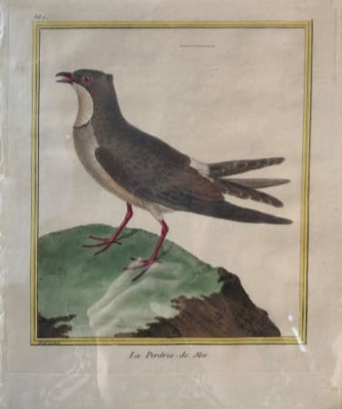 La Perdrix de Mer by Francois-Nicolas Martinet 