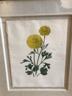 Plate 195, Adrian-Ranunculus 