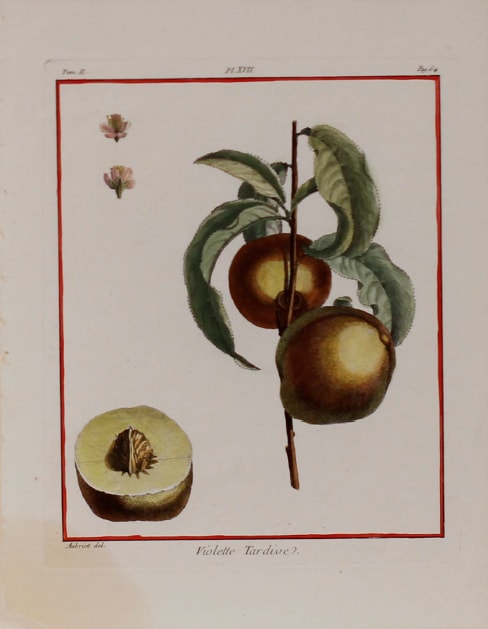 Plate 17, Violette Tardive by Claude Aubriet 