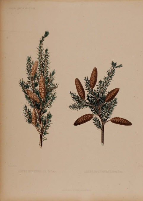 Abies Hookeriana/Abies Pattoniana 