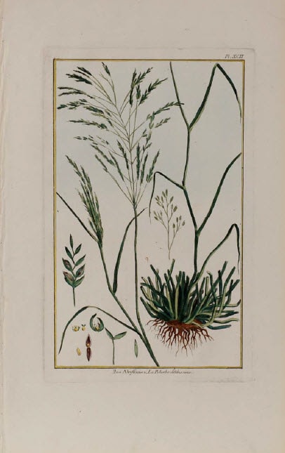 Poa Abyffinica by Unknown Artist 