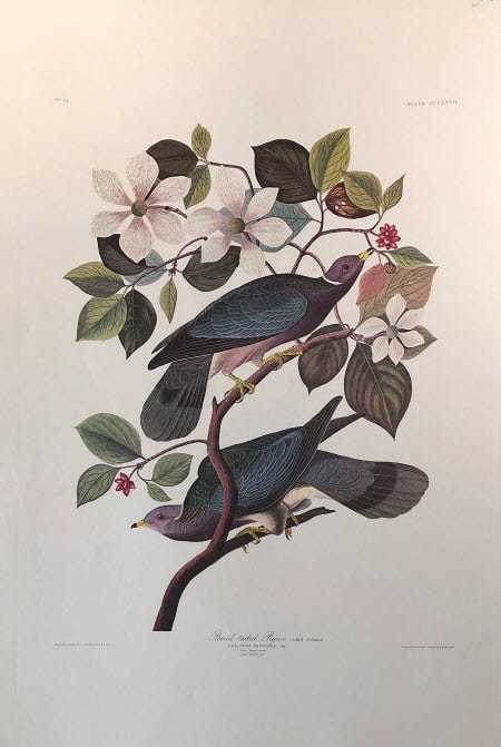 Band-Tailed Pigeon 