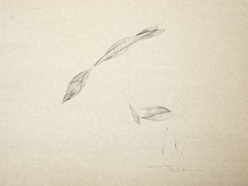 How Things Grow by Daryl Trivieri 