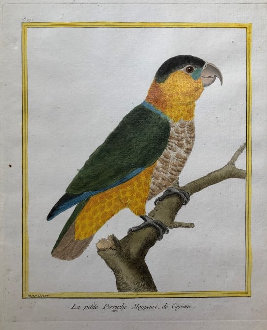 La Petite Perruche Maypouri de Cayenne by Francois-Nicolas Martinet 