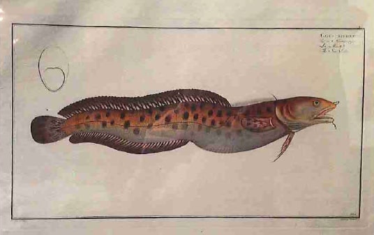Gadus Tricirratus, The Sea-Loche 