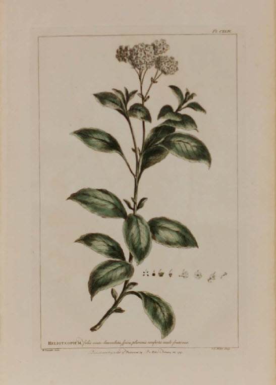 Heliotropium by Philip Miller, Image 1.