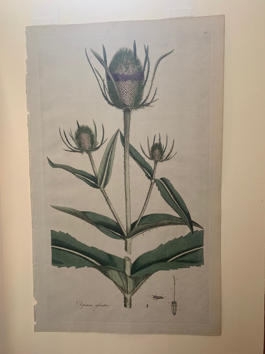 Dipsacus Sylvestris by Unknown Artist 