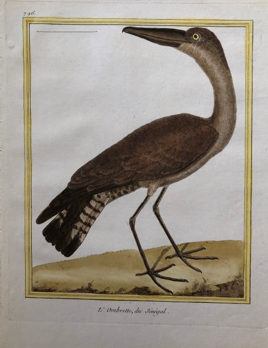 L'Ombrette de Senegal by Francois-Nicolas Martinet 