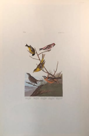 Arkansaw Siskin 