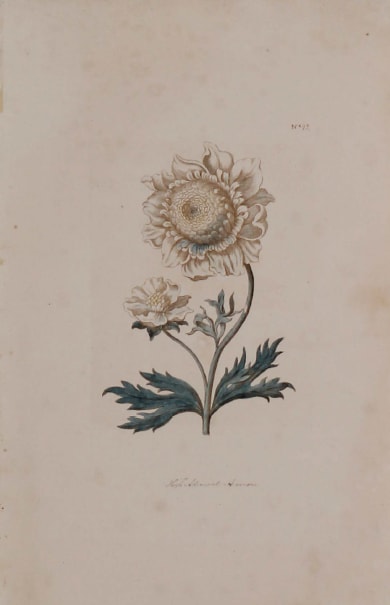Plate 92, Admiral Animone by Unknown Artist 