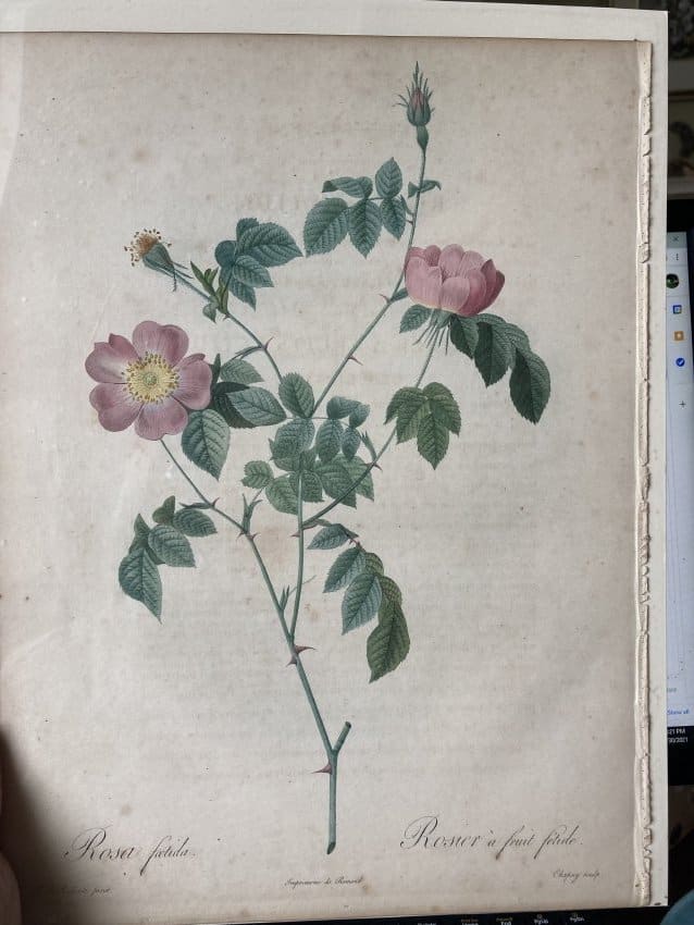 Rosa foetida by Pierre-Joseph Redouté 