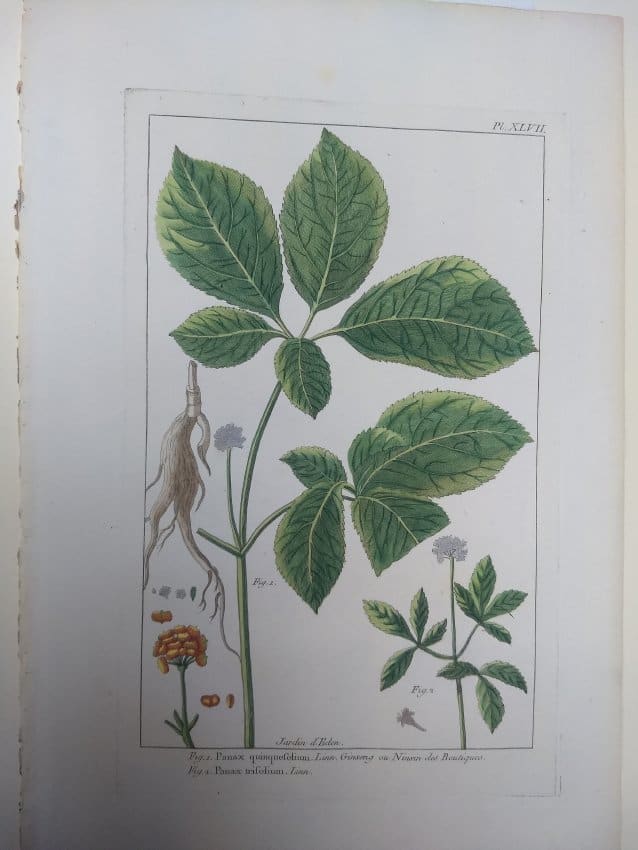 Plate 47, Panax quinquefolium by Philip Miller 