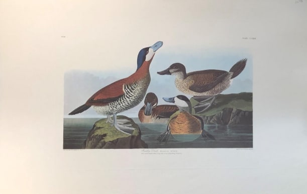 Ruddy Duck 