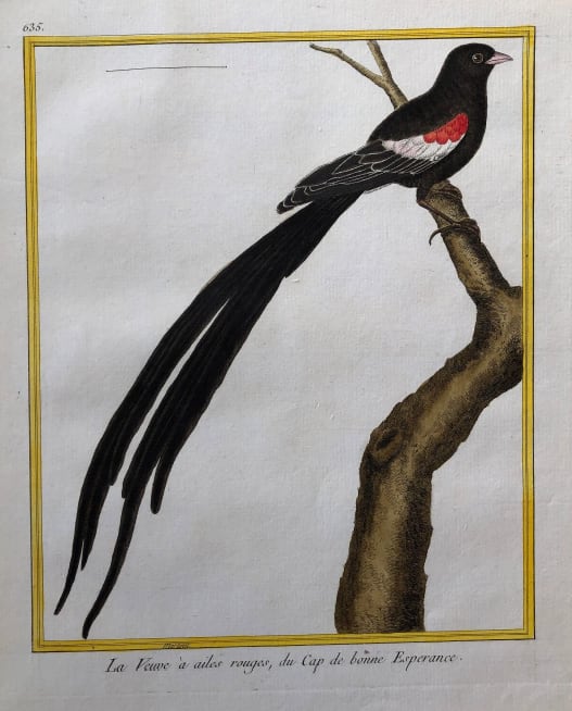 La Veuve a Ailes Rouges du Cap de Bonne Esperance by Francois-Nicolas Martinet 