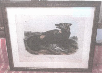 Cross Fox, Plate 6 