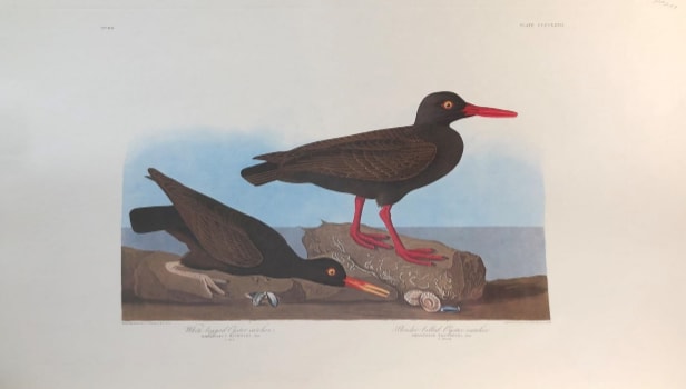 White Legged Oyster Catcher & Slender Billed Oyster Catcher 