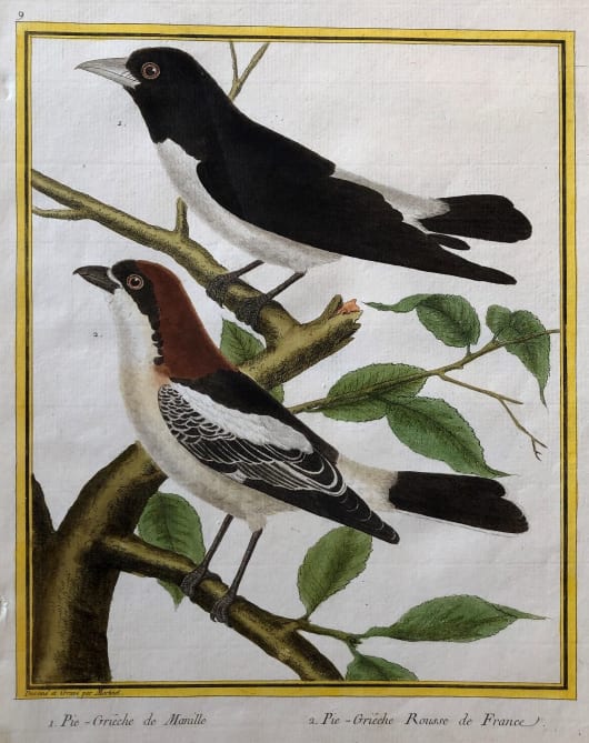 Pie Grieche de Manille 2. Pie-Grieche Rousse de France by Francois-Nicolas Martinet 